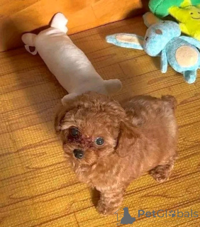 Фото №2 к объявлению №157004 о продаже пуделя (той) - купить в Испании 