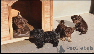 Фото №1. русская цветная болонка - купить в Бонн за договорная. Объявление №167369