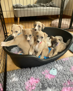 Фото №1. уиппет - купить в Вена за договорная. Объявление №158218