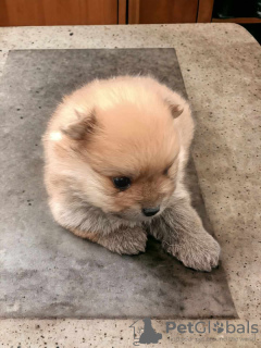 Фото №2 к объявлению №96425 о продаже померанского шпица - купить в Сербии заводчик