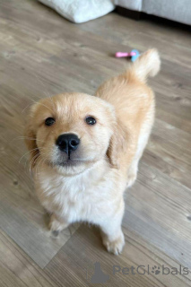 Фото №1. золотистый ретривер - купить в Варшаве за договорная. Объявление №163192