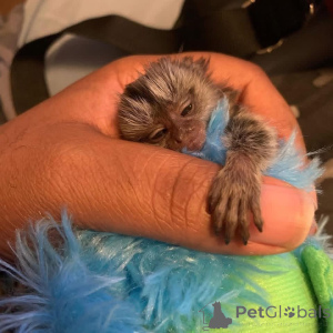 Фото №2 к объявлению №161494 о продаже  - купить в США 