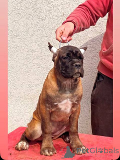 Фото №4. Продажа ханаанскую собаку в Kragujevac  - цена договорная