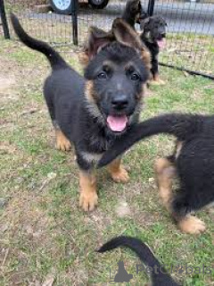 Фото №2 к объявлению №165450 о продаже немецкую овчарку - купить в Люксембурге частное объявление, заводчик