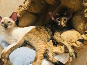 Фото №3. Котенок ориентальный короткошерстный. Россия