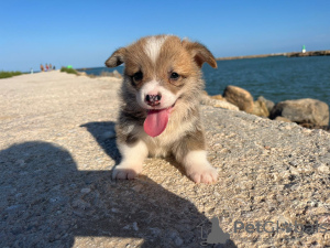 Дополнительные фото: I sell Pembroke corgi puppies