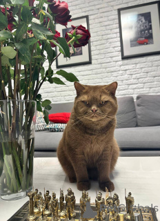 Фото №2 к объявлению №165886 о продаже британская короткошёрстная - купить в Германии заводчик