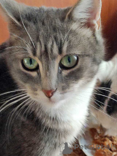 Фото №1.  - купить в Санкт-Петербурге за Бесплатно. Объявление №156355