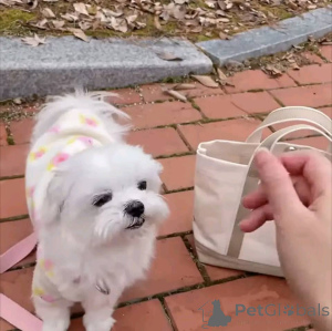 Фото №2 к объявлению №165346 о продаже мальтийскую болонку - купить в Финляндии частное объявление, заводчик