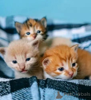 Фото №1. сиамская - купить в Хельсинки за 26960₽. Объявление №160940