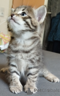 Фото №1.  - купить в Херцогенаурах за 6494₽. Объявление №139948