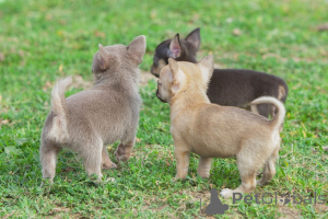 Фото №2 к объявлению №159423 о продаже чихуахуа - купить в Бельгии частное объявление