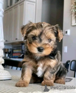 Фото №3. Yorkie Welpen Zur усыновление.  Германия