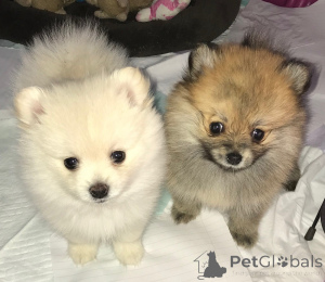 Фото №3. Preciosos cachoros de Pomerania en Venta.  Испания