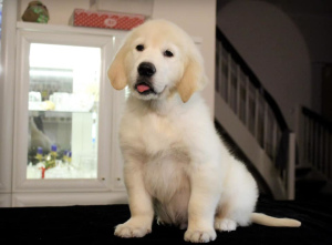 Фото №3. Щенки GOLDEN RETRIEVER.  Украина