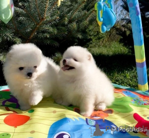 Фото №1. померанский шпиц - купить в Амстеттен за 41745₽. Объявление №149617