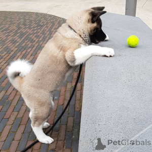 Фото №1. акита-ину - купить в Брюсселе за 27830₽. Объявление №159412