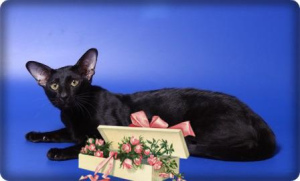 Фото №3. Вязка, ориентальный, черный кот, Москва в  России. Объявление №1114