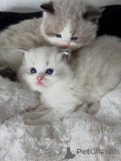 Фото №1. рэгдолл - купить в Амстердамшевельд за договорная. Объявление №157135