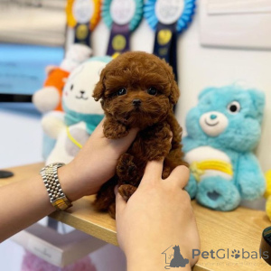 Фото №2 к объявлению №159961 о продаже алана - купить в Германии частное объявление, из питомника