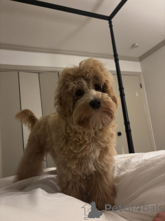 Фото №3. Встречайте Оливера, игривого, преданного и полного любви! Всегда готов к.  Италия