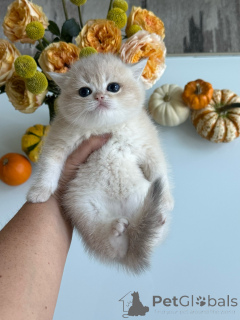 Фото №3. Чистокровный золотисто-кремовый британский короткошерстный котенок в. Чехия