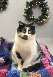 Фото №2 к объявлению №161657 о продаже  - купить в России частное объявление