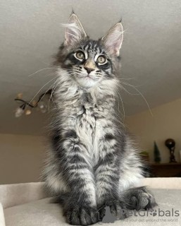 Дополнительные фото: mainecoon kittens for free adoption