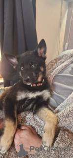 Фото №1. немецкая овчарка - купить в Билен за 35251₽. Объявление №166205