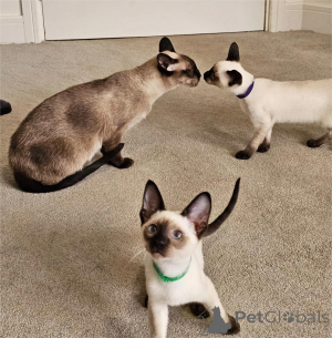 Фото №1. сиамская - купить в Euskirchen за 32468₽. Объявление №153767