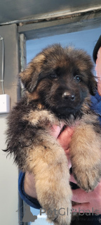 Фото №4. Продажа немецкую овчарку в Калифорния частное объявление - цена 44934₽