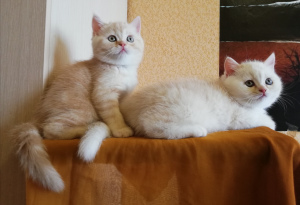 Дополнительные фото: Шотландские котята с родословными и прививками