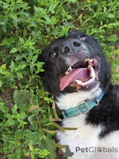 Фото №4. Продажа беспородную в Москве реке частное объявление - цена Бесплатно