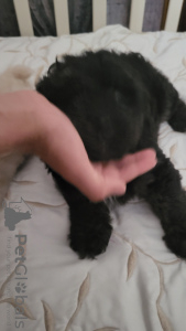 Фото №2 к объявлению №50070 о продаже мальтипу - купить в Ирландии частное объявление