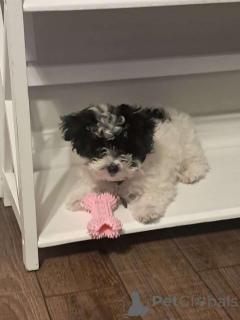 Фото №2 к объявлению №150136 о продаже мальтипу - купить в Германии частное объявление, заводчик