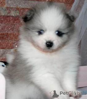 Фото №3. Очаровательные щенки мини-померанского шпица.  Швейцария