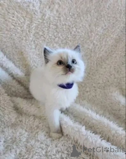 Фото №2 к объявлению №165166 о продаже рэгдолл - купить в Финляндии частное объявление, заводчик