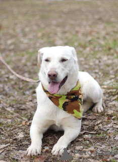 Фото №2 к объявлению №138798 о продаже беспородную - купить в России 