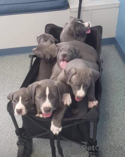 Фото №2 к объявлению №135747 о продаже американского питбультерьера - купить в США частное объявление