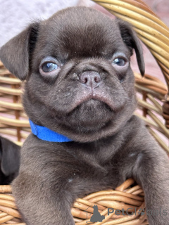 Фото №3. Шоколадный Пти брабансон (гладкий грифон).  Сербия