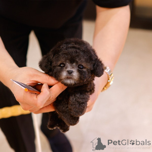 Фото №1. пудель (той) - купить в Шарлотта за 44354₽. Объявление №151984