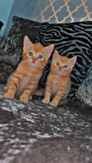 Фото №1. мейн-кун - купить в Аарберген за 27830₽. Объявление №155349