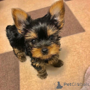 Фото №3. Им 10 недель. Если интересно, напишите мне в личку.  Швейцария