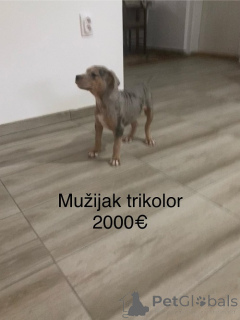 Фото №4. Продажа бультерьера в Комната заводчик - цена договорная