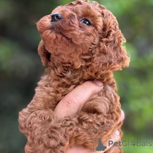 Фото №2 к объявлению №164037 о продаже пуделя (той) - купить в Финляндии частное объявление, из приюта