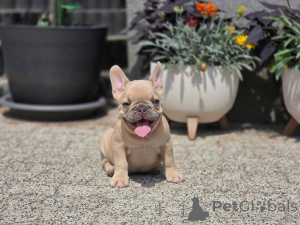 Фото №3. Аполлон полностью готов к переезду в новый дом.  Германия