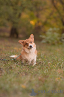 Фото №2 Услуга вязки вельш-корги. Цена договорная