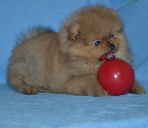 Фото №2 к объявлению №4368 о продаже померанского шпица - купить в Беларуси частное объявление