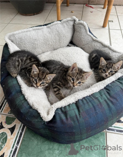 Фото №1. европейская короткошерстная - купить в Беннагейм за 32468₽. Объявление №153848