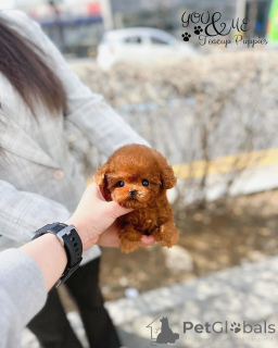 Фото №2 к объявлению №163957 о продаже беспородную - купить в США 